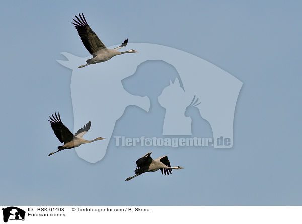 Eurasian cranes / BSK-01408