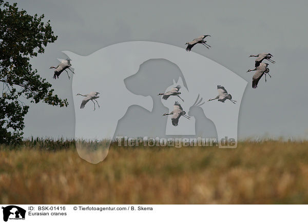 Eurasian cranes / BSK-01416