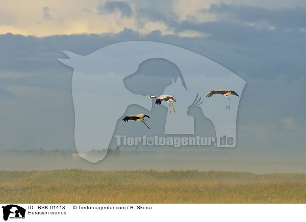 Eurasian cranes / BSK-01418