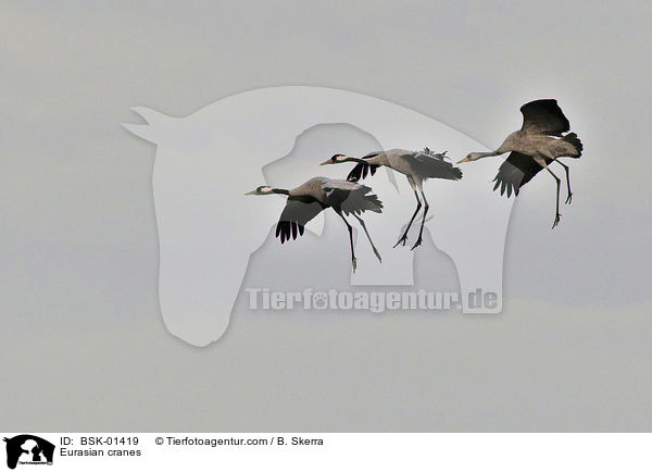 Eurasian cranes / BSK-01419