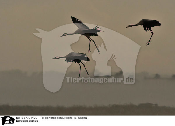 Eurasian cranes / BSK-01420