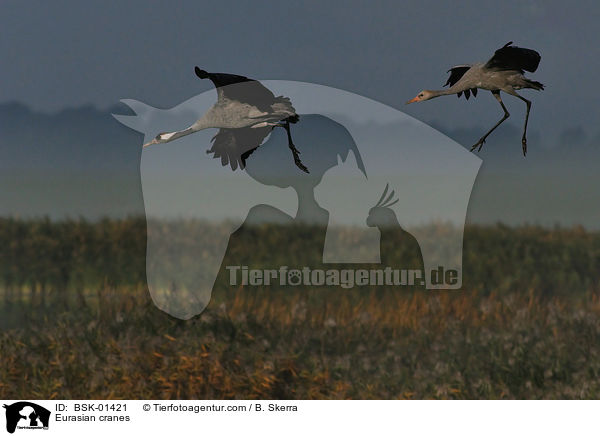 Eurasian cranes / BSK-01421