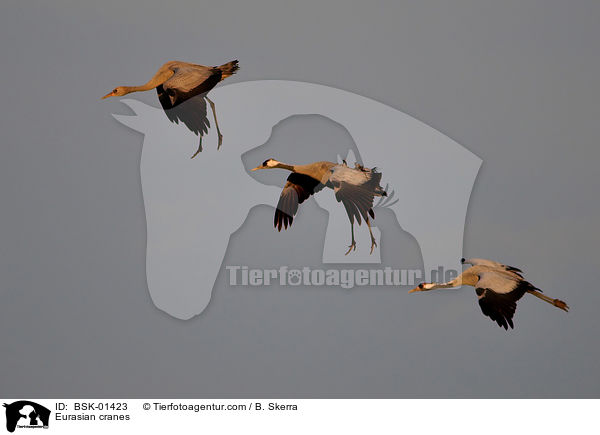 Eurasian cranes / BSK-01423