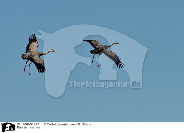 Eurasian cranes / BSK-01427