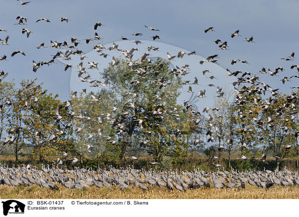 Eurasian cranes / BSK-01437