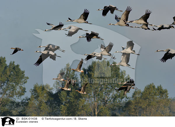 Eurasian cranes / BSK-01438