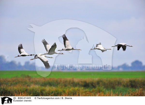 Eurasian cranes / BSK-01445