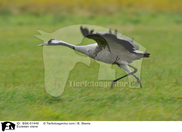Grauer Kranich / Eurasian crane / BSK-01446