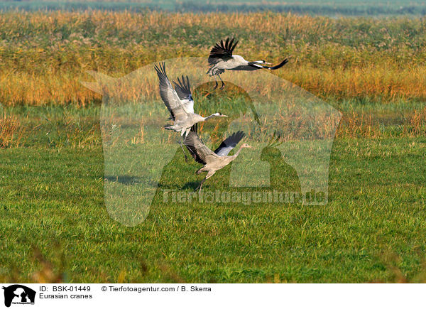 Graue Kraniche / Eurasian cranes / BSK-01449