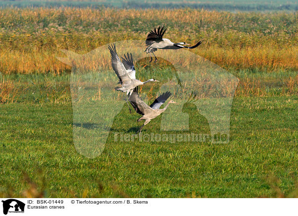 Eurasian cranes / BSK-01449