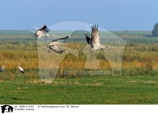 Eurasian cranes / BSK-01453