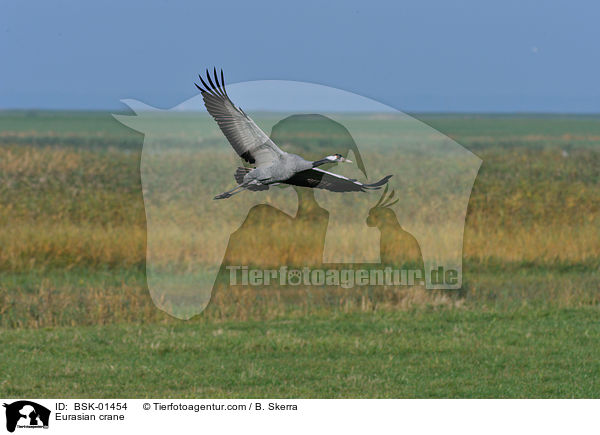 Eurasian crane / BSK-01454