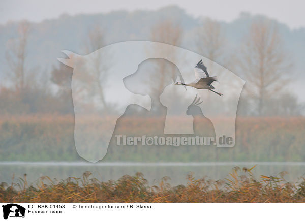 Eurasian crane / BSK-01458