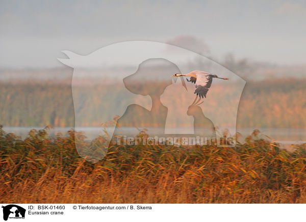 Eurasian crane / BSK-01460