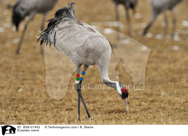 Eurasian crane / BSK-01462