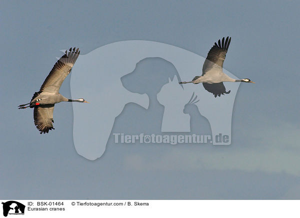 Eurasian cranes / BSK-01464