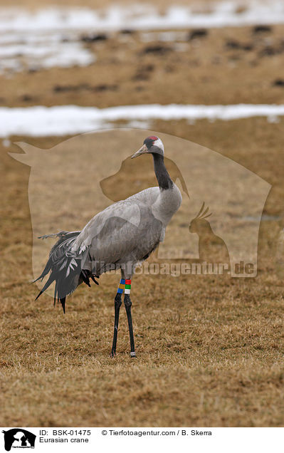 Eurasian crane / BSK-01475