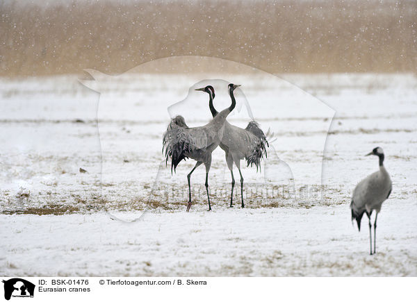 Eurasian cranes / BSK-01476