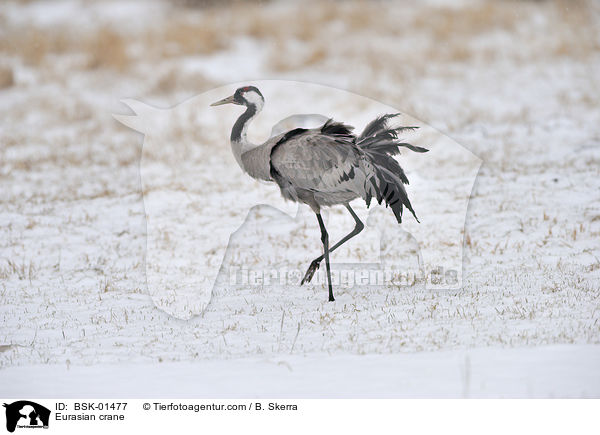 Eurasian crane / BSK-01477