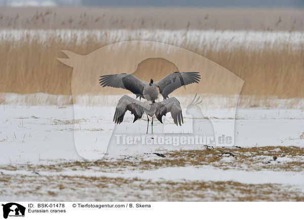 Eurasian cranes / BSK-01478