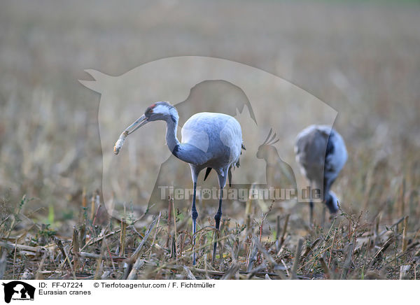 Eurasian cranes / FF-07224