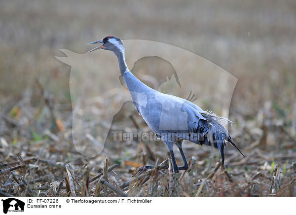 Eurasian crane / FF-07226