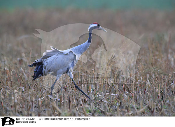 Eurasian crane / FF-07229