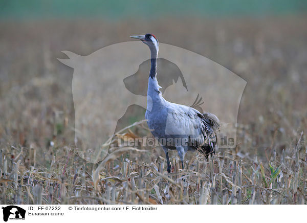 Eurasian crane / FF-07232