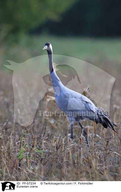 Eurasian crane / FF-07234