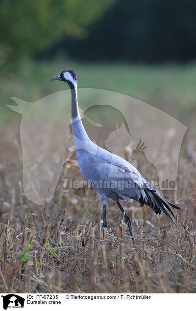 Eurasian crane / FF-07235