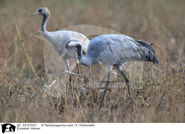 Eurasian cranes / FF-07237