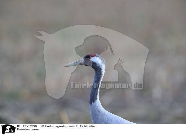 Eurasian crane / FF-07238