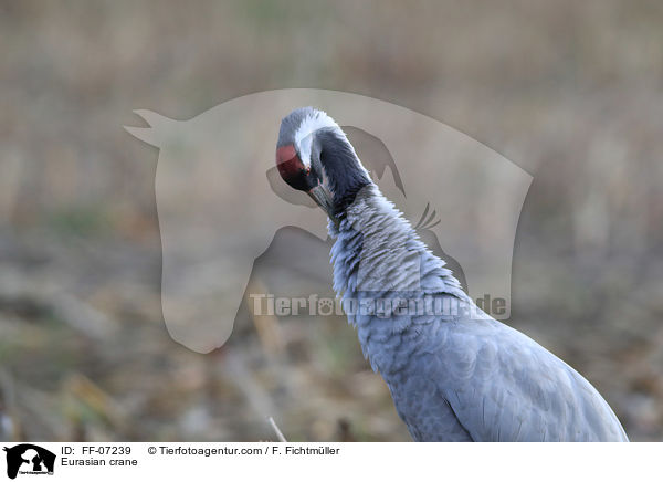 Eurasian crane / FF-07239