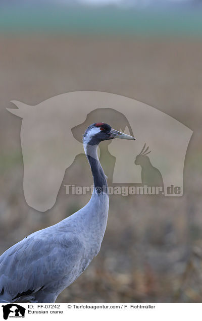 Eurasian crane / FF-07242