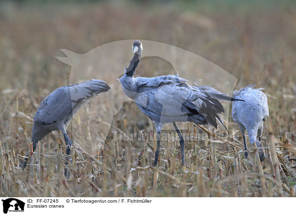 Eurasian cranes / FF-07245