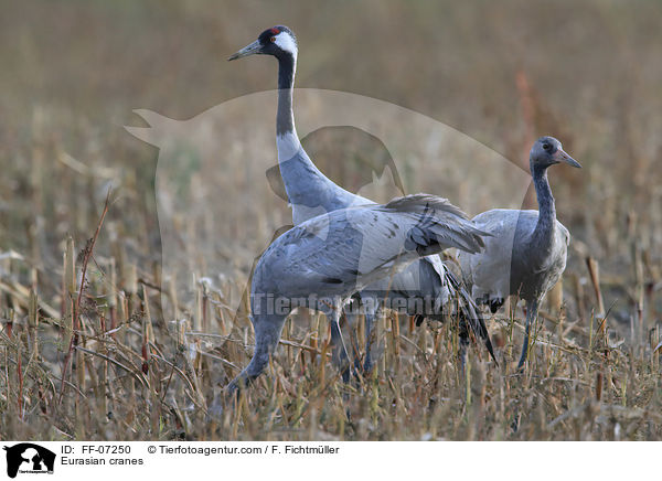 Eurasian cranes / FF-07250