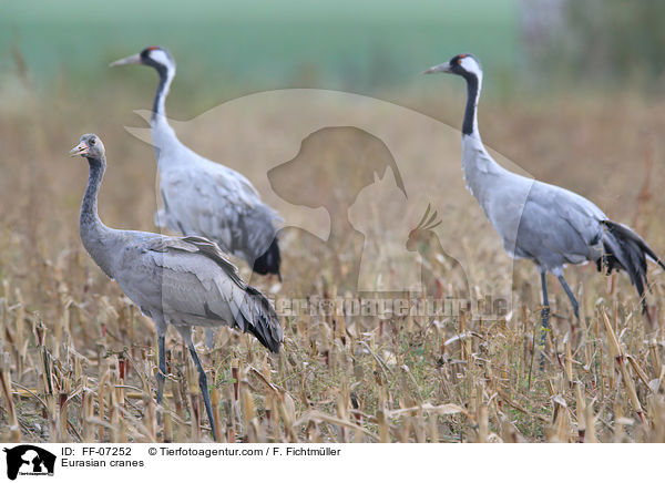 Eurasian cranes / FF-07252