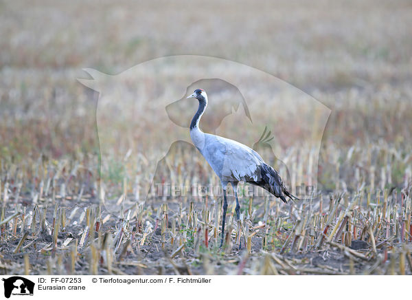 Eurasian crane / FF-07253