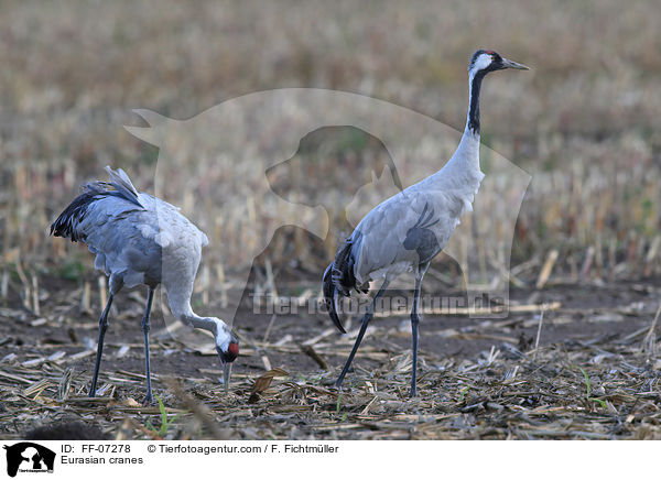 Eurasian cranes / FF-07278