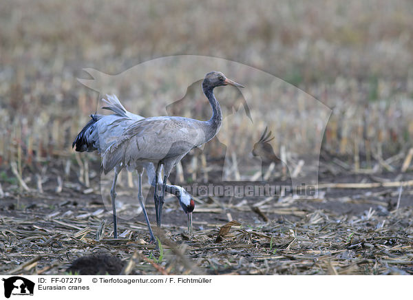 Eurasian cranes / FF-07279