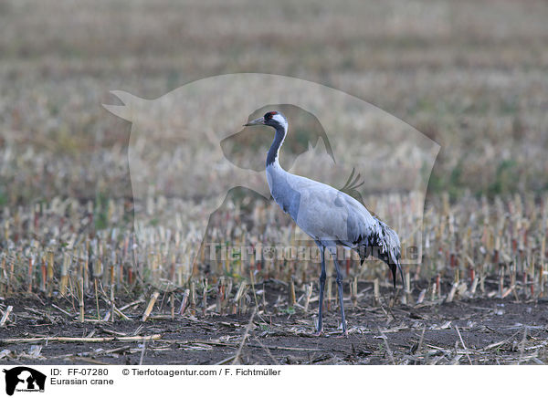 Eurasian crane / FF-07280