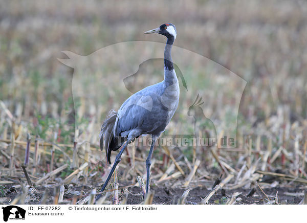 Eurasian crane / FF-07282