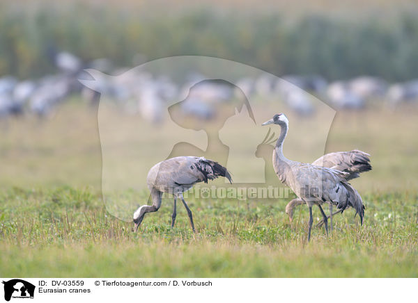 Graue Kraniche / Eurasian cranes / DV-03559