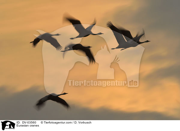 Eurasian cranes / DV-03560