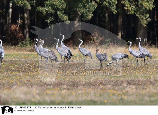 common cranes / FF-07478