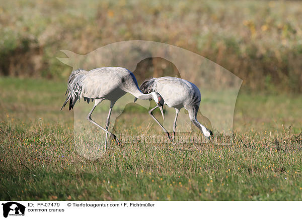 common cranes / FF-07479