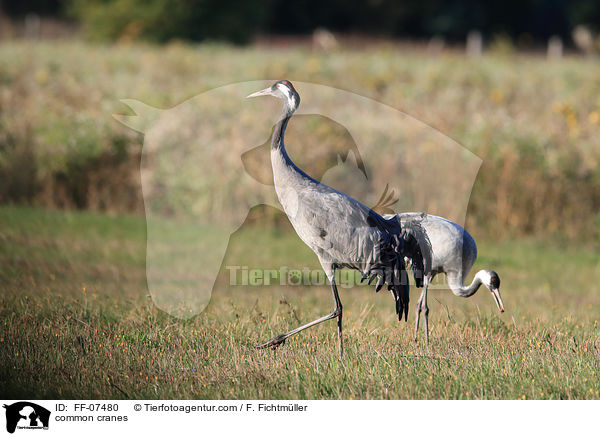 common cranes / FF-07480