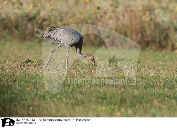 common crane / FF-07482