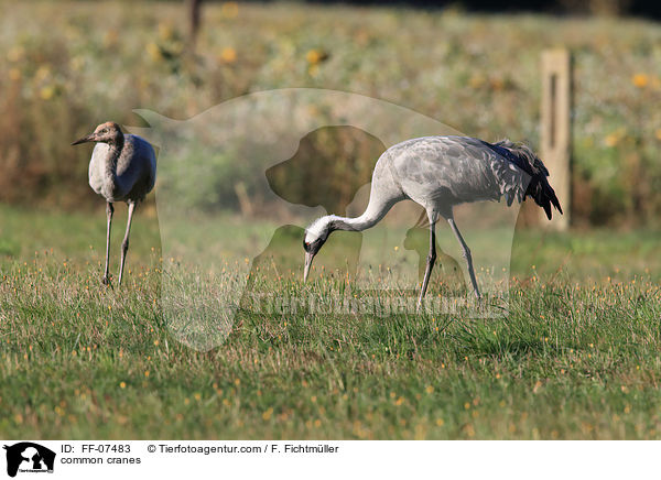 common cranes / FF-07483