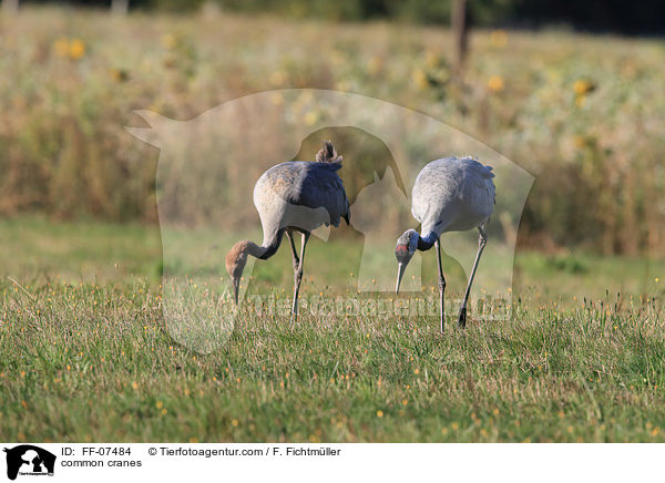 common cranes / FF-07484